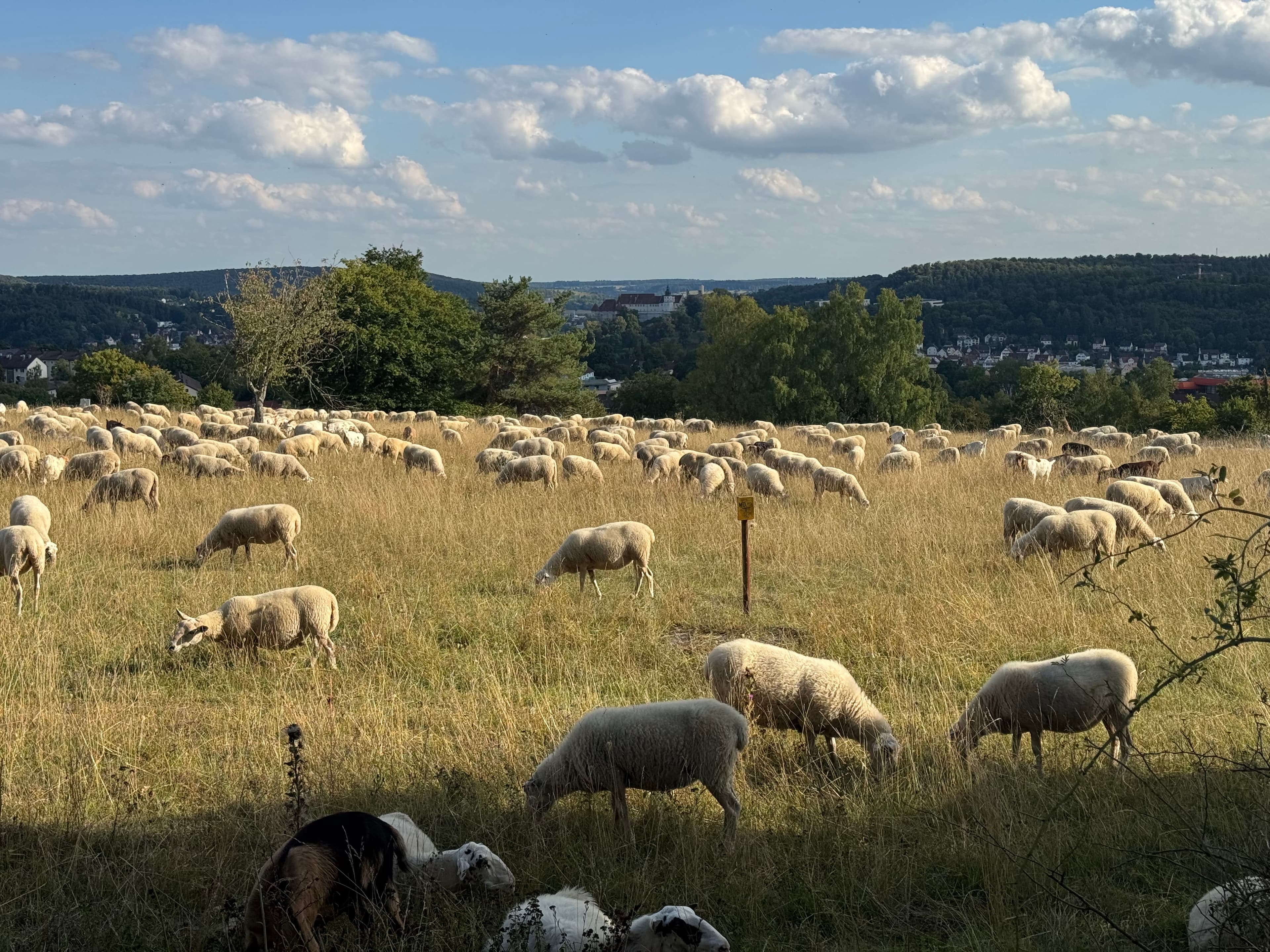 Lions Heidenheim Steinheim